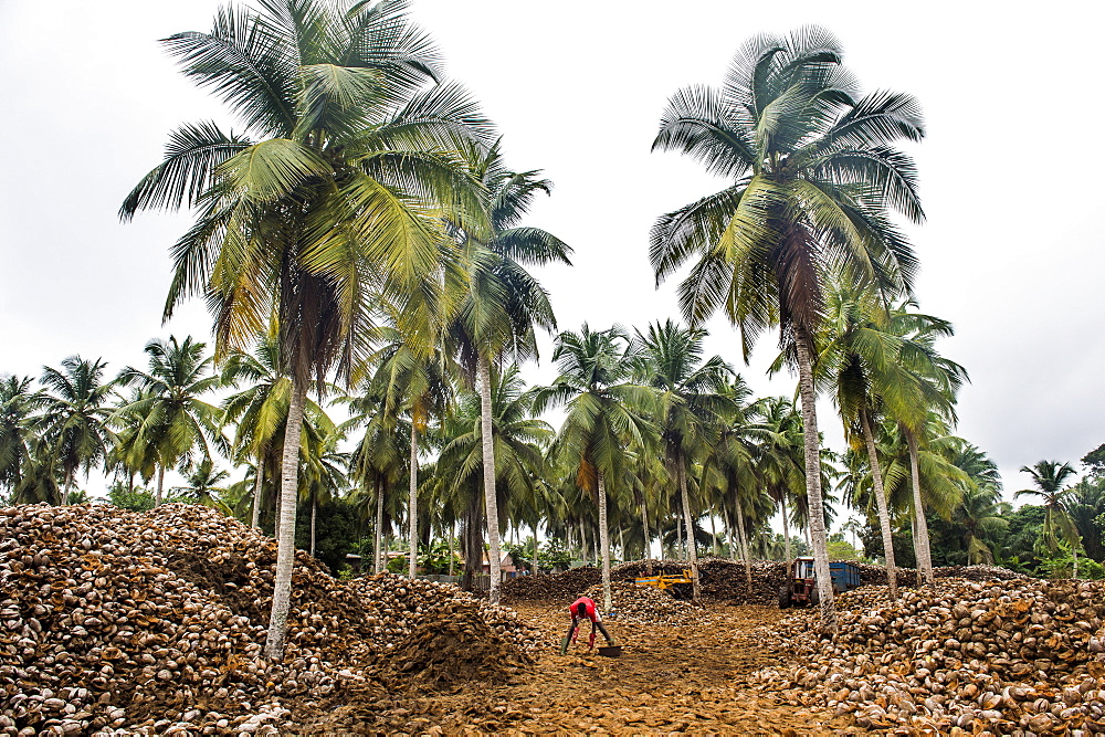 Coconut farm in Assinie, Ivory Coast, West Africa, Africa