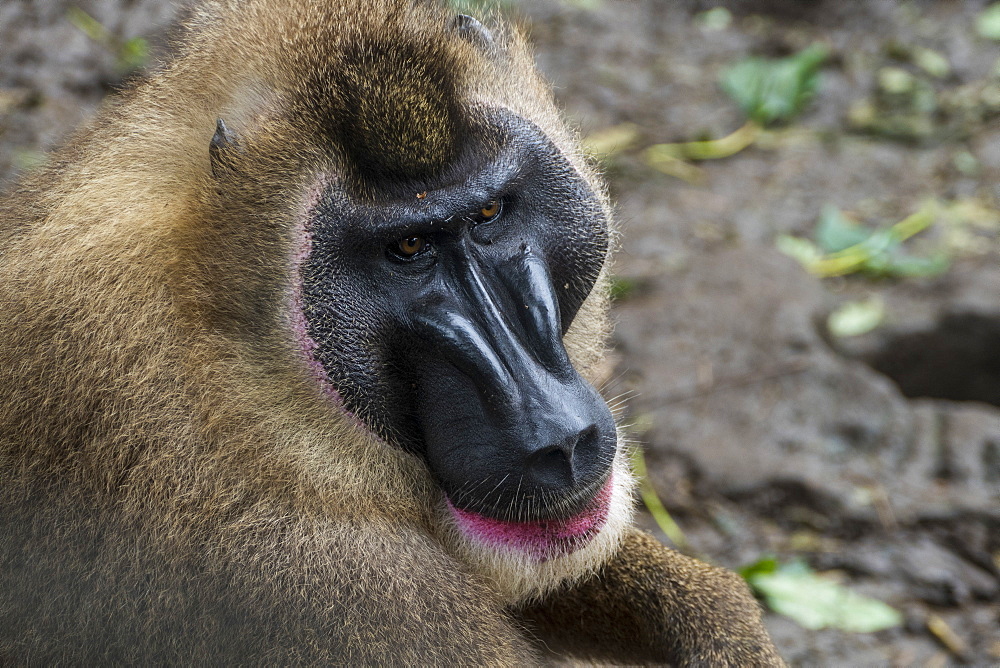 Mandrill (Mandrillus leucophaeus), Limbe Wildlife Center, Cameroon, Africa