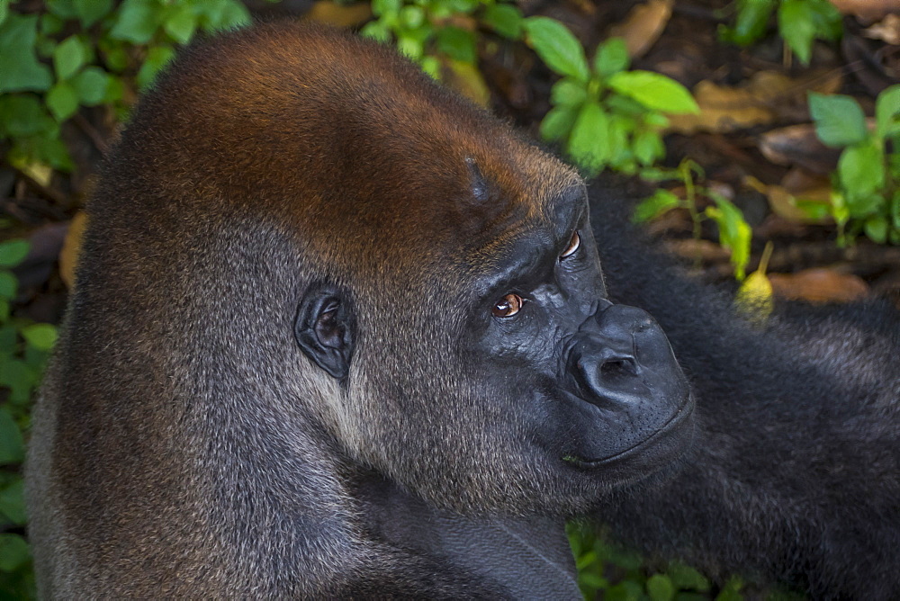 Western lowland gorilla (Gorilla gorilla gorilla), Limbe wildlife centre, Cameroon, Africa