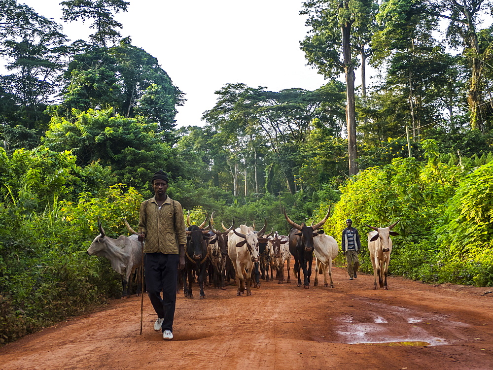 Local cow herd deep in the jungle, Cameroon, Africa