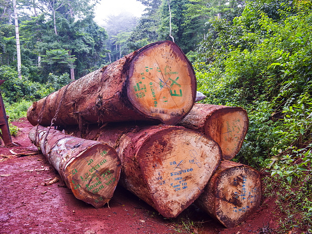 Logging truck, deep in the jungle of Cameroon, Africa