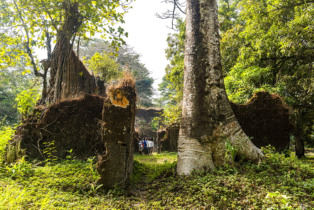 Old ruins of the former slave colony on Bunce island, Sierra Leone, West Africa, Africa