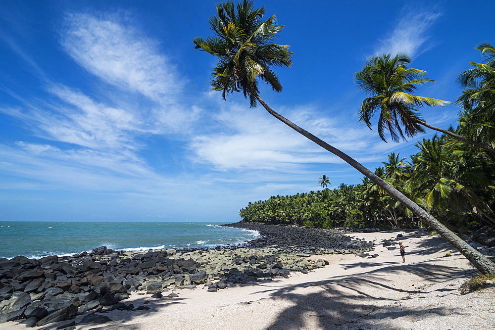 Palm tree on a white sand beach on Saint Joseph Island, Iles du Salut, French Guiana, Department of France, South America