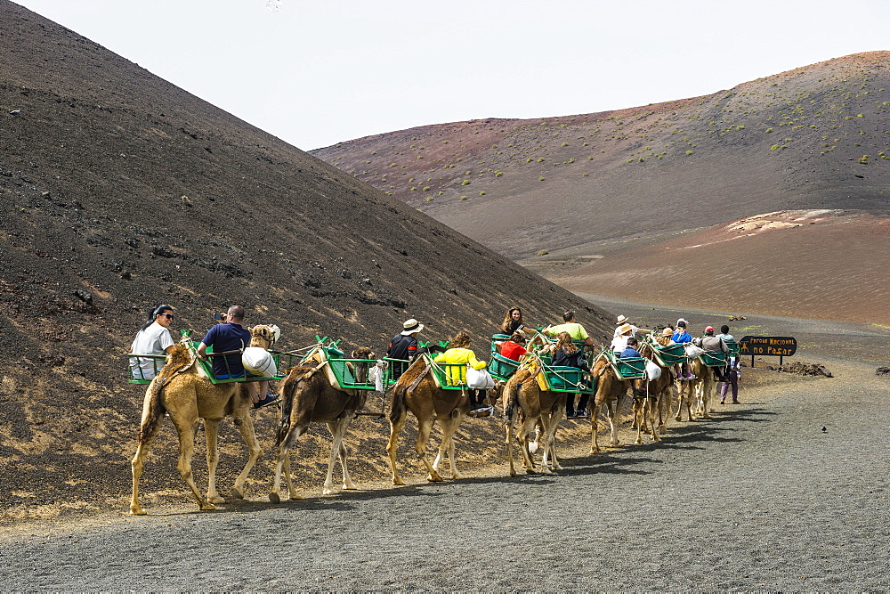 Tourist camel riding in the lava sands of Timanfaya National Park, Lanzarote, Canary Islands, Spain, Atlantic, Europe