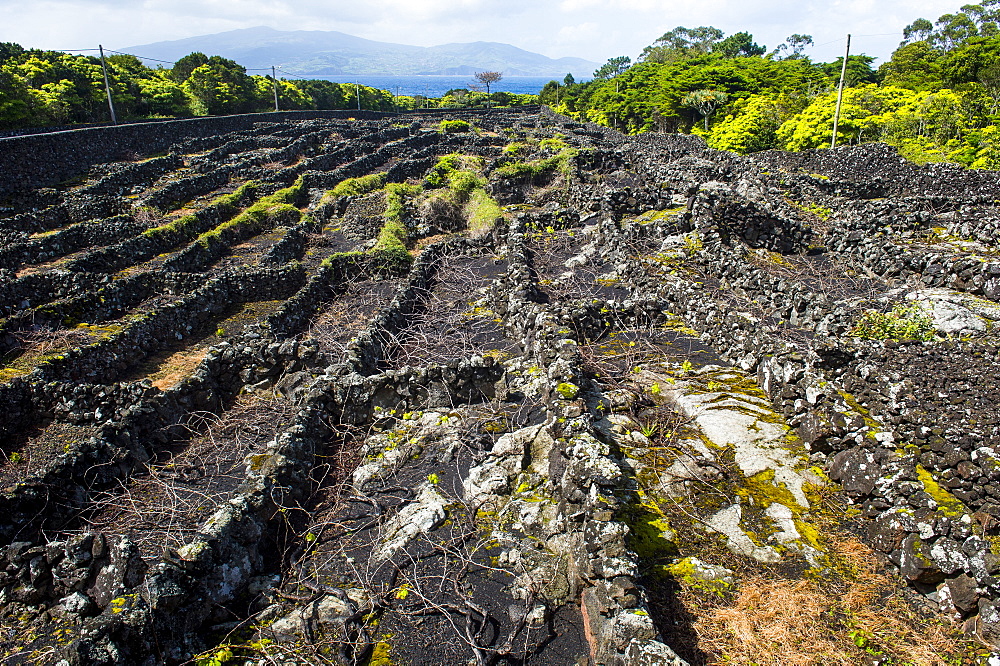 Wine museum of Pico, Island of Pico, Azores, Portugal, Atlantic, Europe