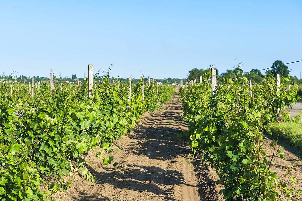 Vineyards in the Shabo winery, Black Sea, Ukraine, Europe