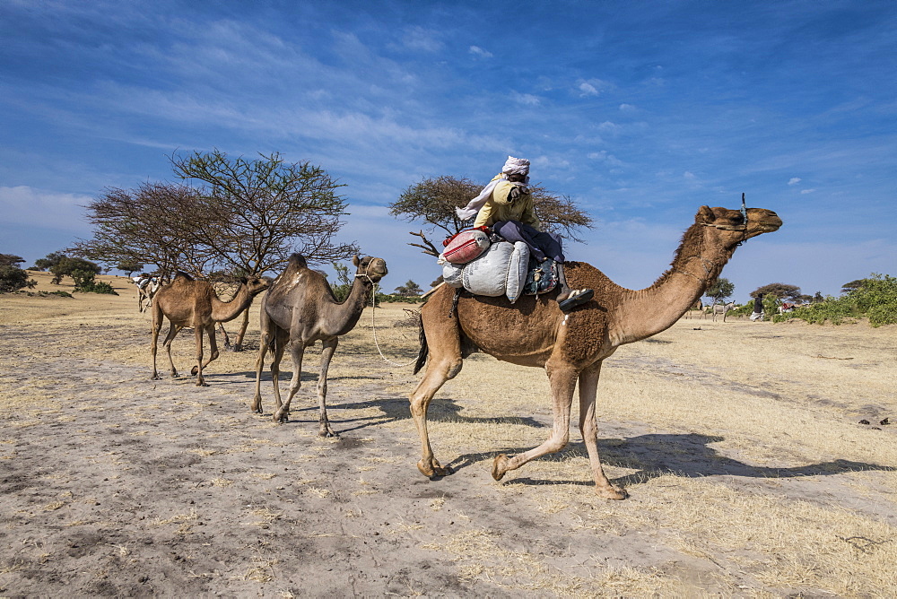 Camel Caravan between Faya-Largeau and N'Djamena, Chad, Africa