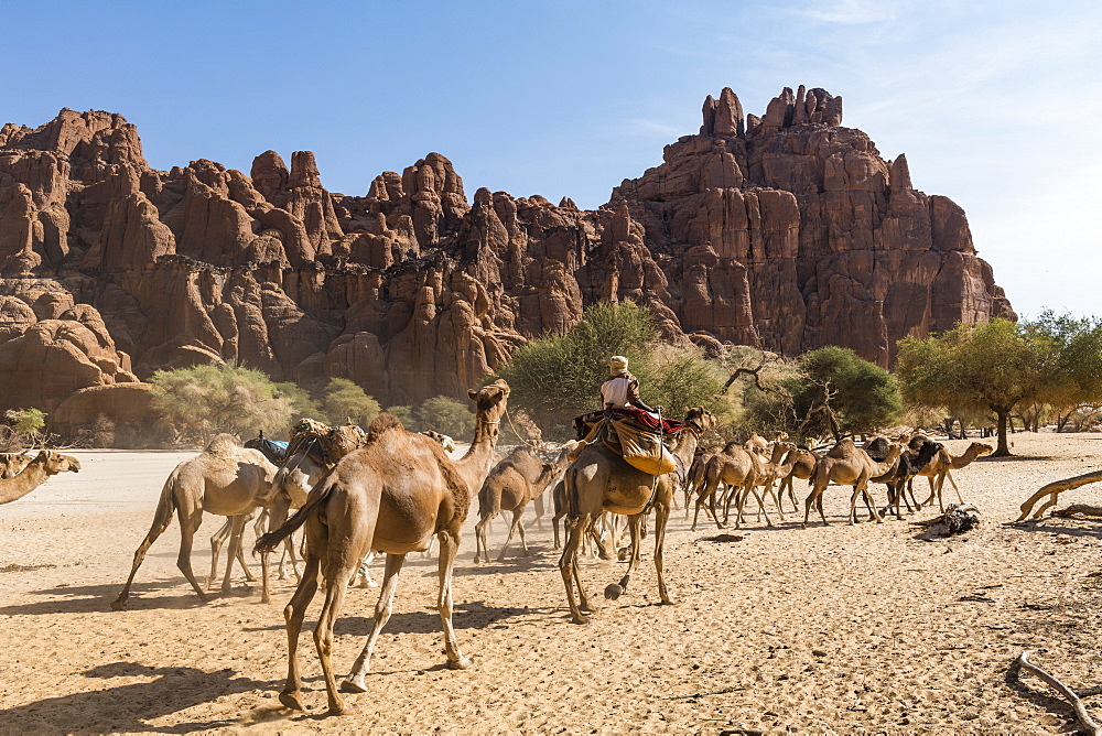 Camel caravan, Guelta d'Archei waterhole, Ennedi plateau, UNESCO World Heritage Site, Chad, Africa