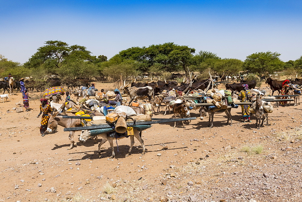 Caravan of Peul nomads with their animals in the Sahel of Niger, West Africa, Africa