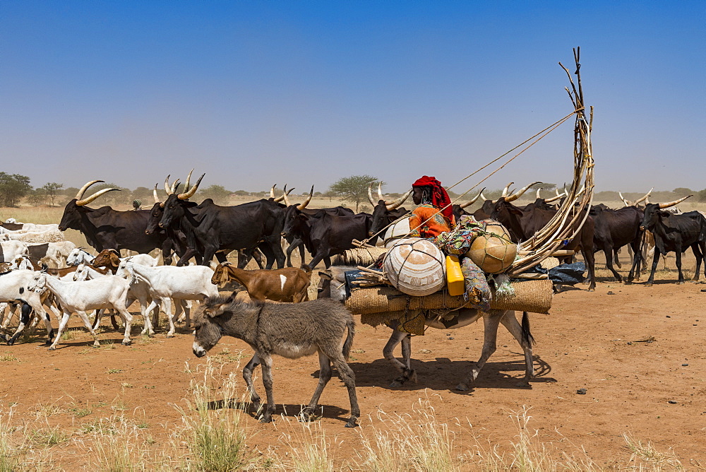 Caravan of Peul nomads with their animals in the Sahel of Niger, West Africa, Africa