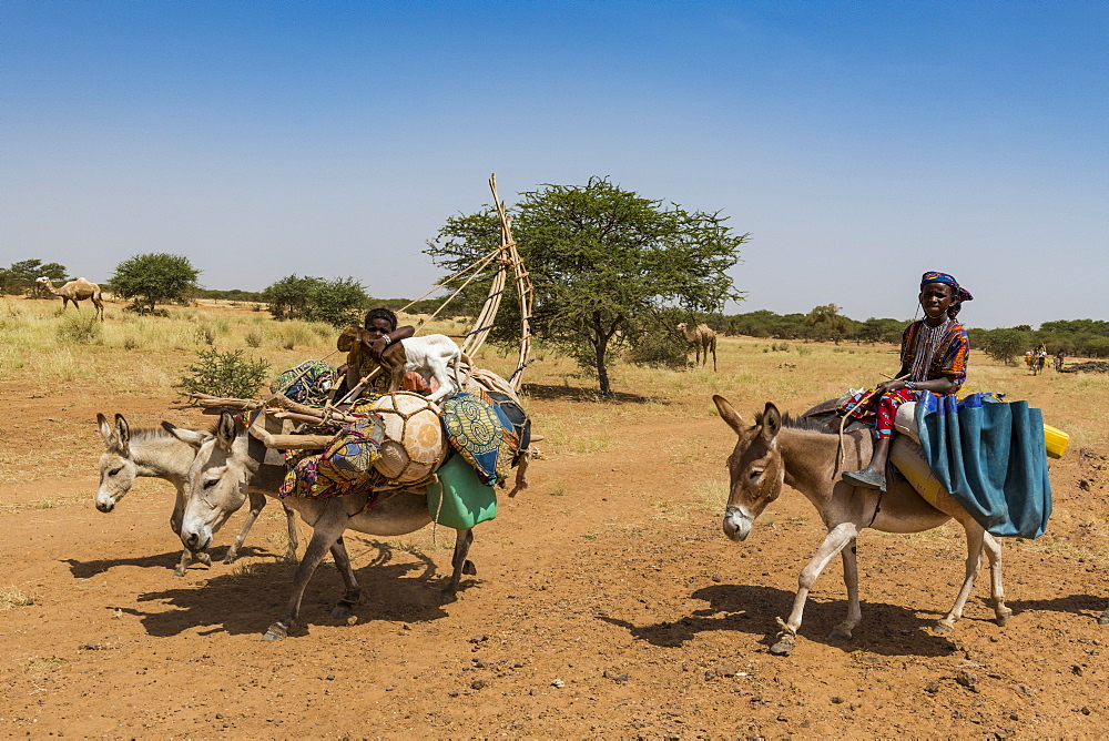 Caravan of Peul nomads with their animals in the Sahel of Niger, West Africa, Africa