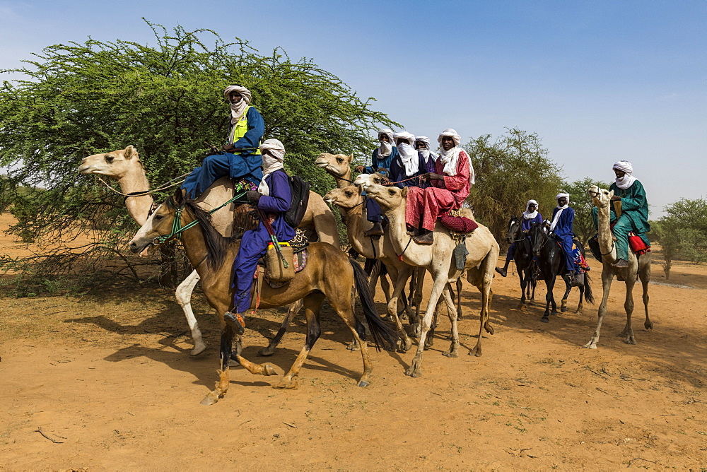 Tuaregs on their camels, Gerewol festival, courtship ritual competition among the Wodaabe Fula people, Niger, West Africa, Africa