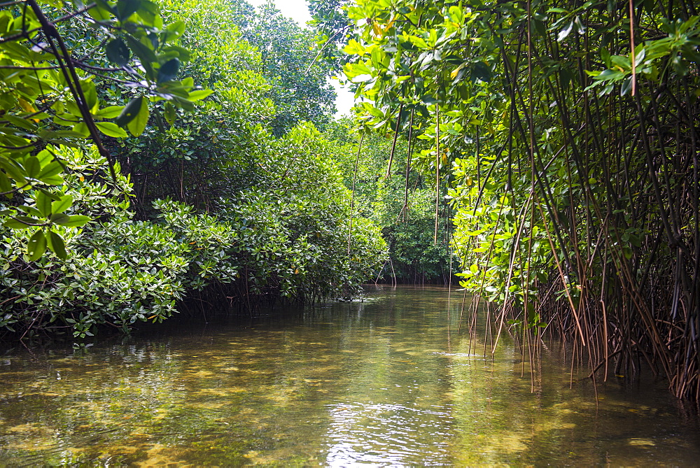 Crystal clear water in the Utwe lagoon, UNESCO Biosphere Reserve, Kosrae, Federated States of Micronesia, South Pacific