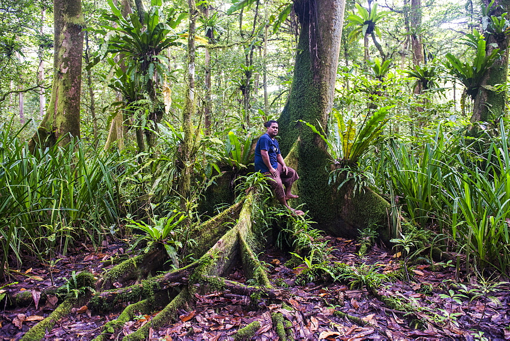 Man sitting in the Yela Ka forest conservation area of ka trees (Terminalia carolinensis) in the Yela Valley, Kosrae, Federated States of Micronesia, South Pacific