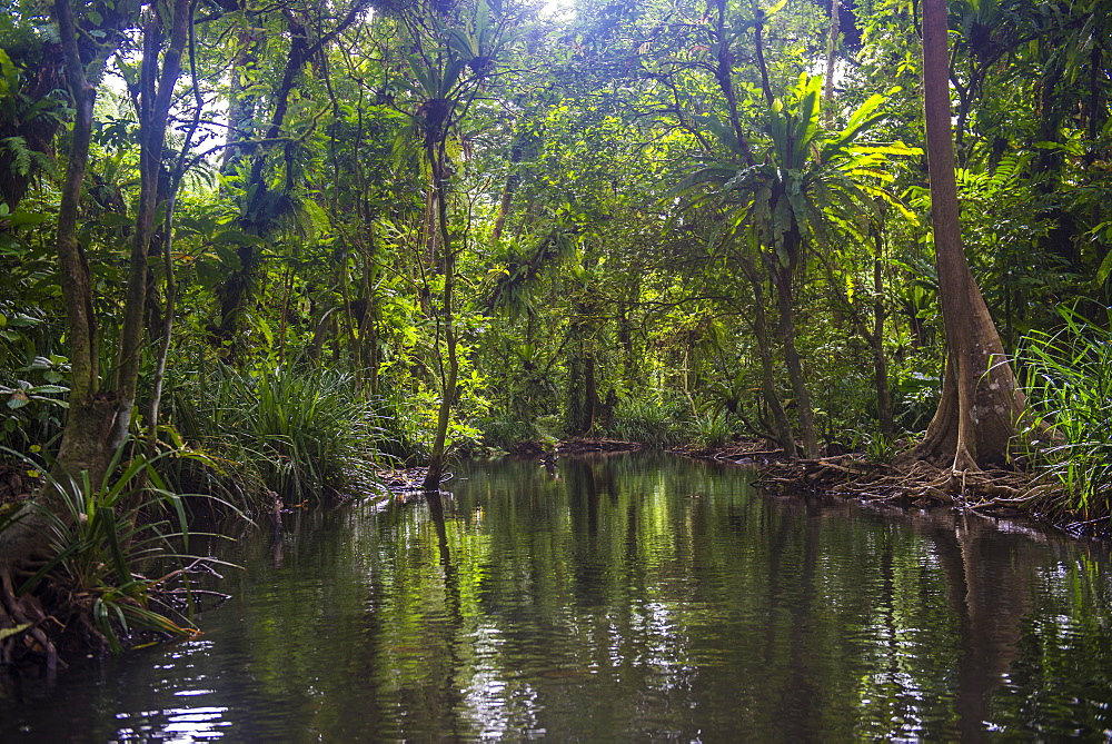 Yela Ka forest conservation area of ka trees (Terminalia carolinensis) in the Yela Valley, Kosrae, Federated States of Micronesia, South Pacific