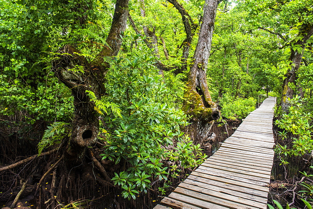 Long pier over a swamp, Kosrae, Federated States of Micronesia, South Pacific