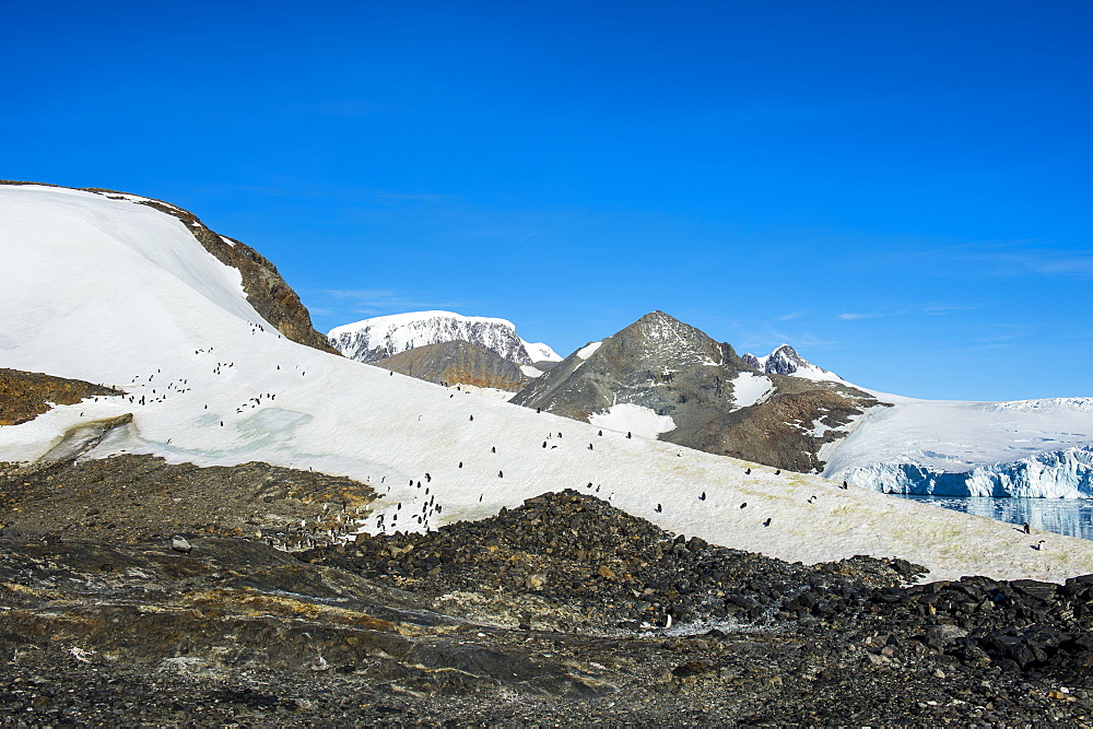 Adelie penguin (Pygoscelis adeliae) colony in Hope Bay, Antarctica, Polar Regions