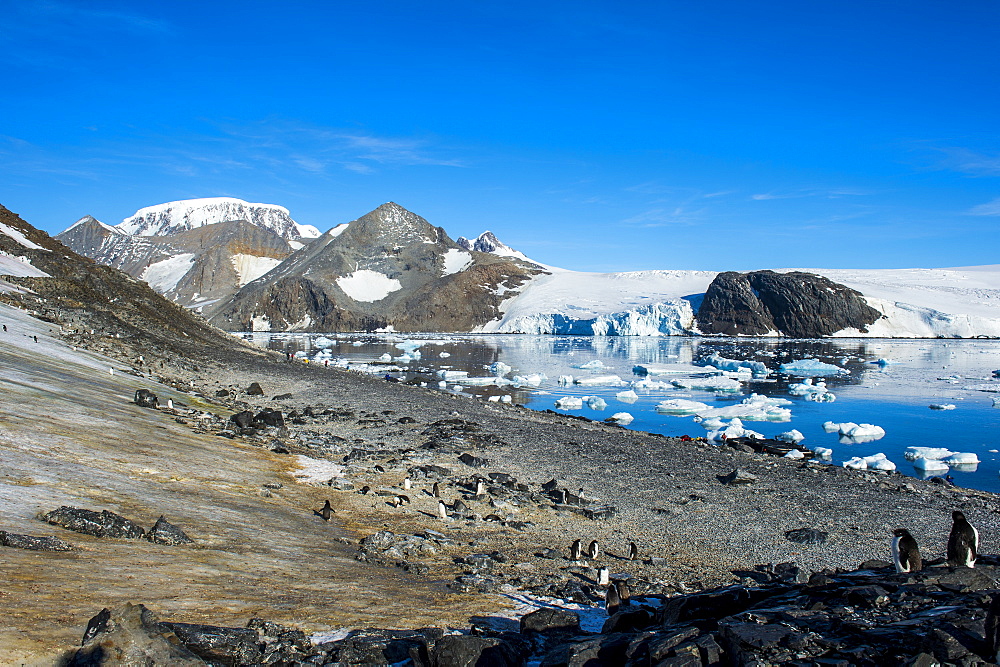 Adelie penguin (Pygoscelis adeliae) colony in Hope Bay, Antarctica, Polar Regions