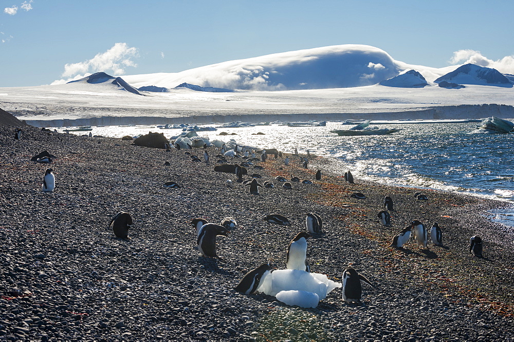 Adelie and gentoo penguins, Brown Bluff, Tabarin Peninsula, Antarctica, Polar Regions