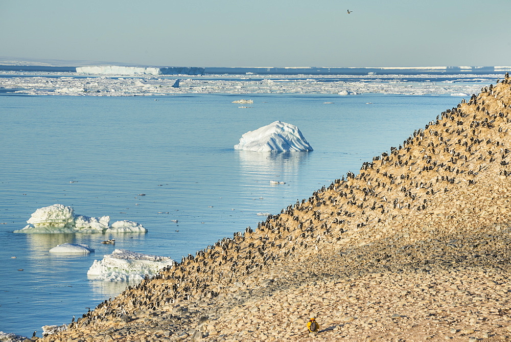 Mountain full of imperial shags (Phalacrocorax atriceps), Paulet Island, Antarctica, Polar Regions