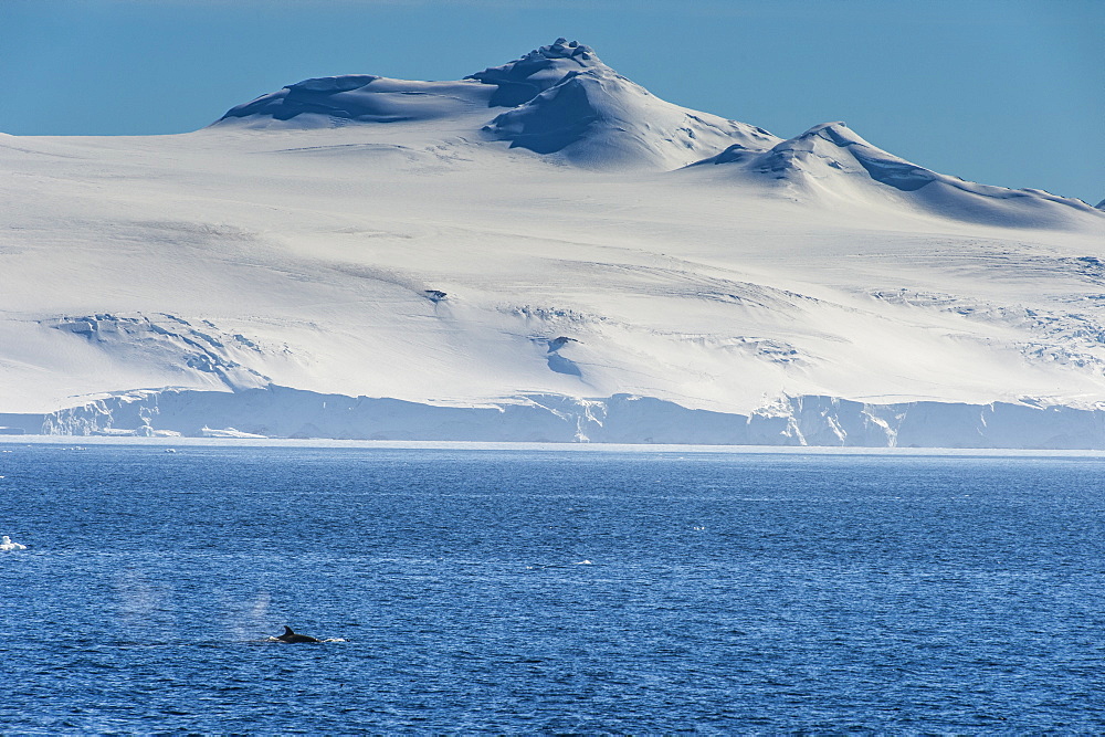 Killer whale (orca) (Orcinus orca), Weddell, Sea, Antarctica, Polar Regions