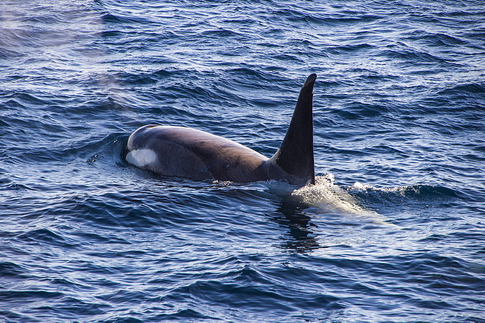 Killer whale (orca) (Orcinus orca), Weddell, Sea, Antarctica, Polar Regions