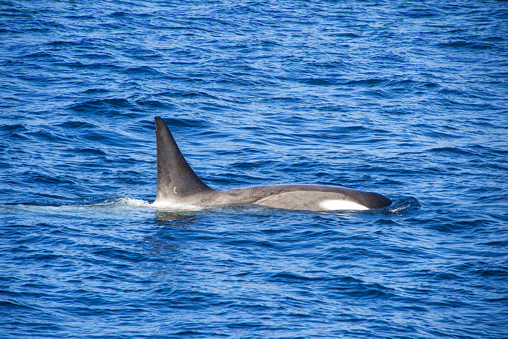 Killer whale (orca) (Orcinus orca), Weddell, Sea, Antarctica, Polar Regions