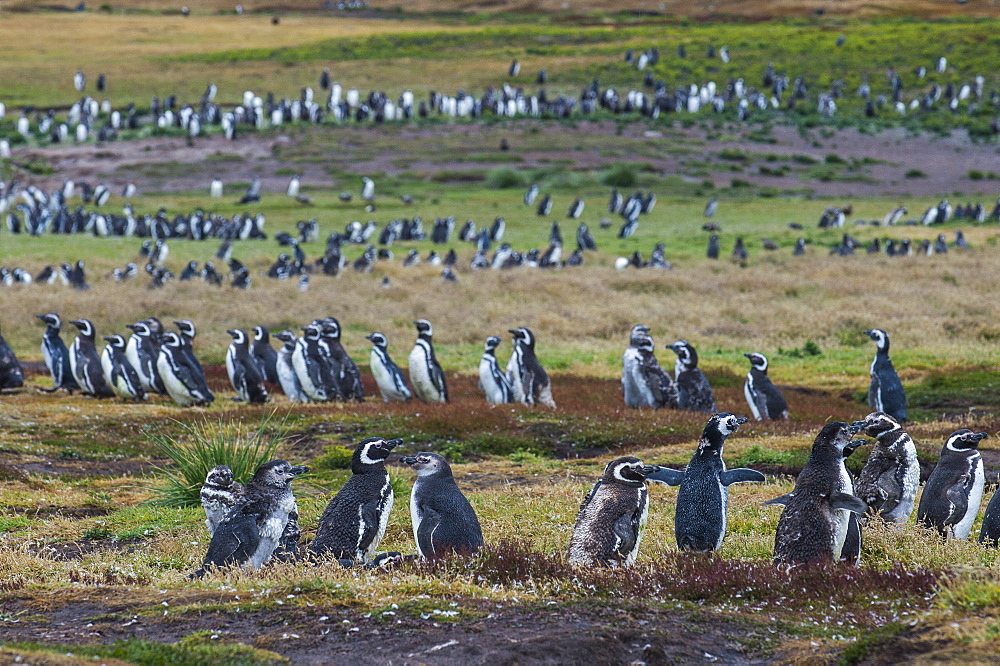 Magellanic penguin (Spheniscus magellanicus) colony, Carcass Island, West Falklands, Falkland Islands, South America