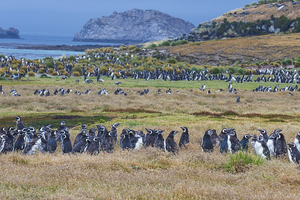 Magellanic penguin (Spheniscus magellanicus) colony, Carcass Island, West Falklands, Falkland Islands, South America