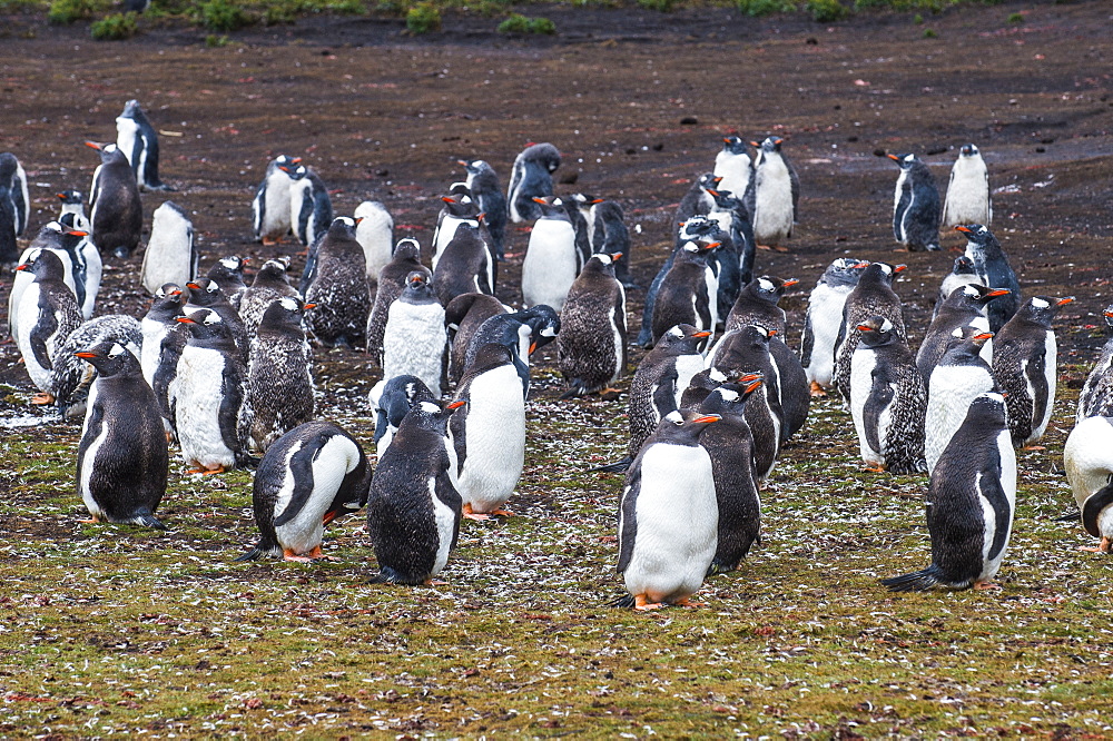 Magellanic penguin (Spheniscus magellanicus) colony, Carcass Island, West Falklands, Falkland Islands, South America