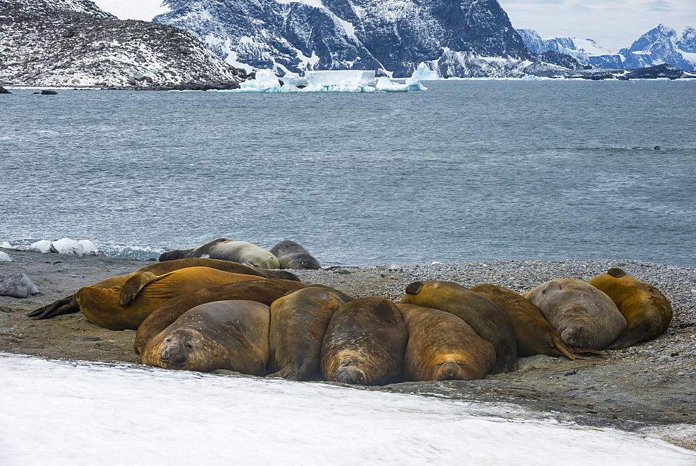 Southern elephant seal colony (Mirounga leonina), Coronation Island, South Orkney Islands, Antarctica, Polar Regions