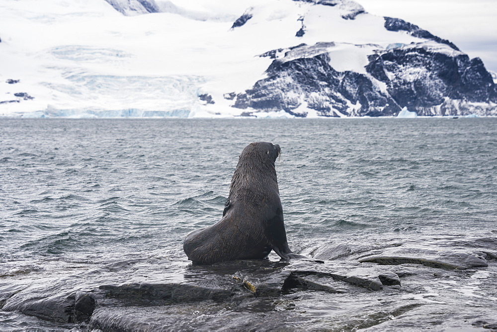 Antarctic fur seals (Arctocephalus gazella) colony, Coronation Island, South Orkney Islands, Antarctica, Polar Regions