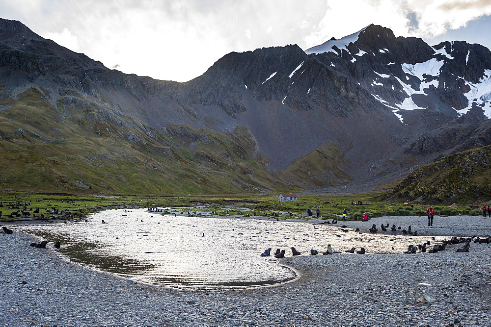 Antarctic fur seals (Arctocephalus gazella), Ocean Harbour, South Georgia, Antarctica, Polar Regions