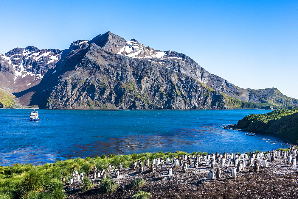 Gentoo penguin colony on the edge of the bay of Godthul, South Georgia, Antarctica, Polar Regions