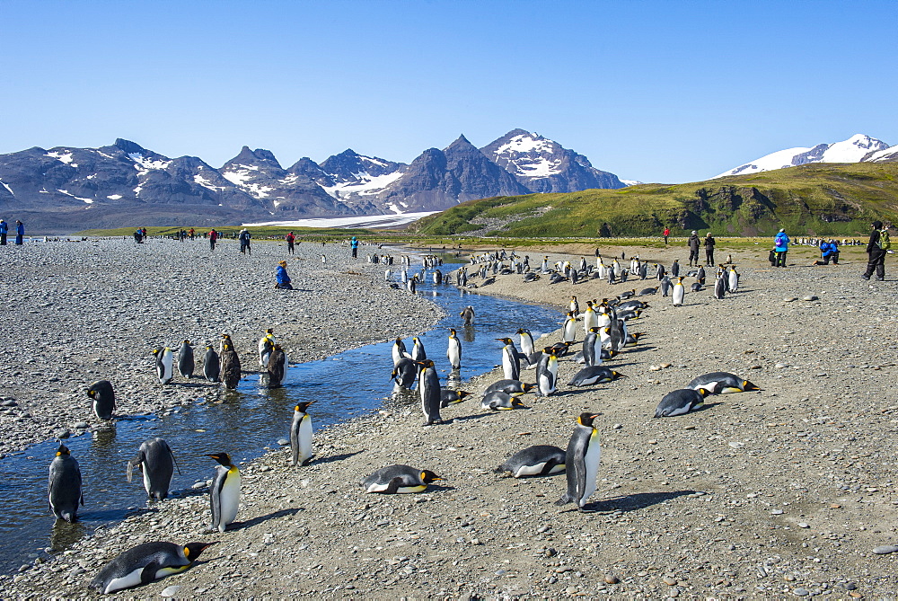 Giant king penguin (Aptenodytes patagonicus) colony, Salisbury Plain, South Georgia, Antarctica, Polar Regions