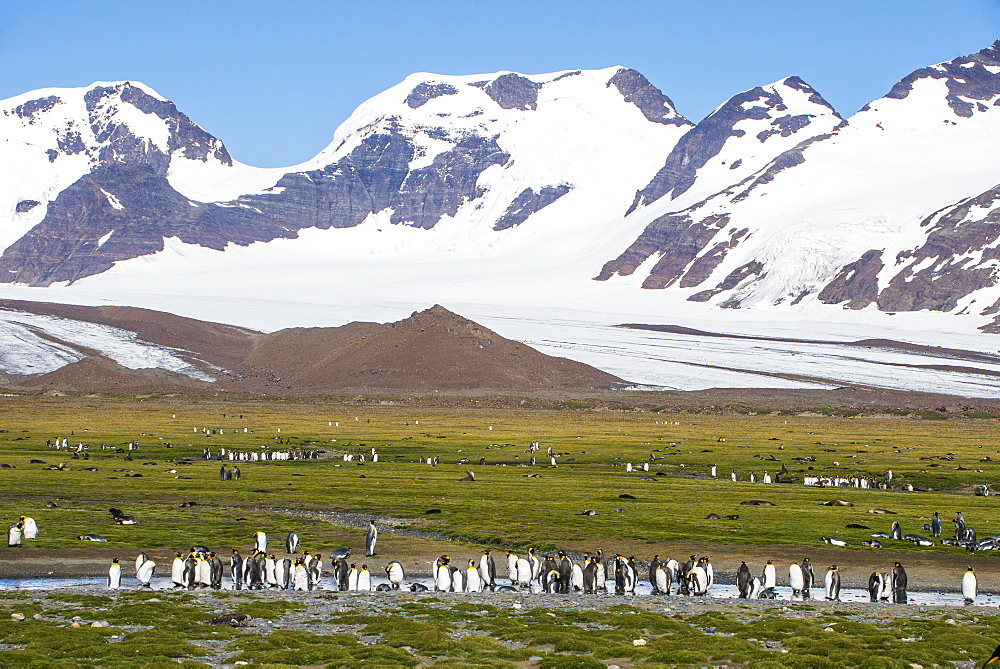 Giant king penguin (Aptenodytes patagonicus) colony, Salisbury Plain, South Georgia, Antarctica, Polar Regions