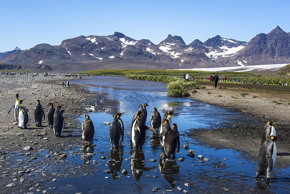 King penguins (Aptenodytes patagonicus), Salisbury Plain, South Georgia, Antarctica, Polar Regions