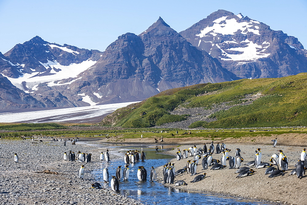 King penguins (Aptenodytes patagonicus) in beautiful scenery, Salisbury Plain, South Georgia, Antarctica