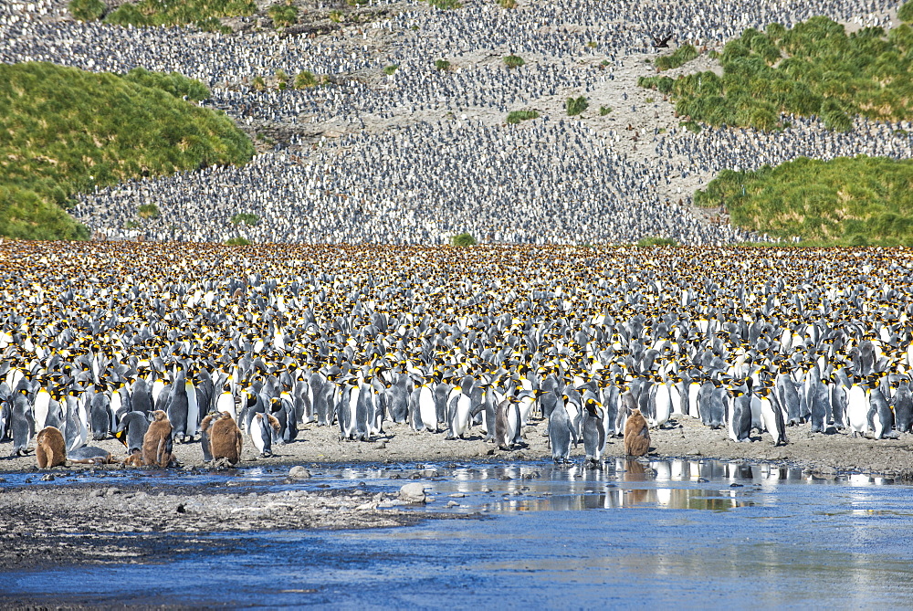 Giant king penguin (Aptenodytes patagonicus) colony, Salisbury Plain, South Georgia, Antarctica, Polar Regions