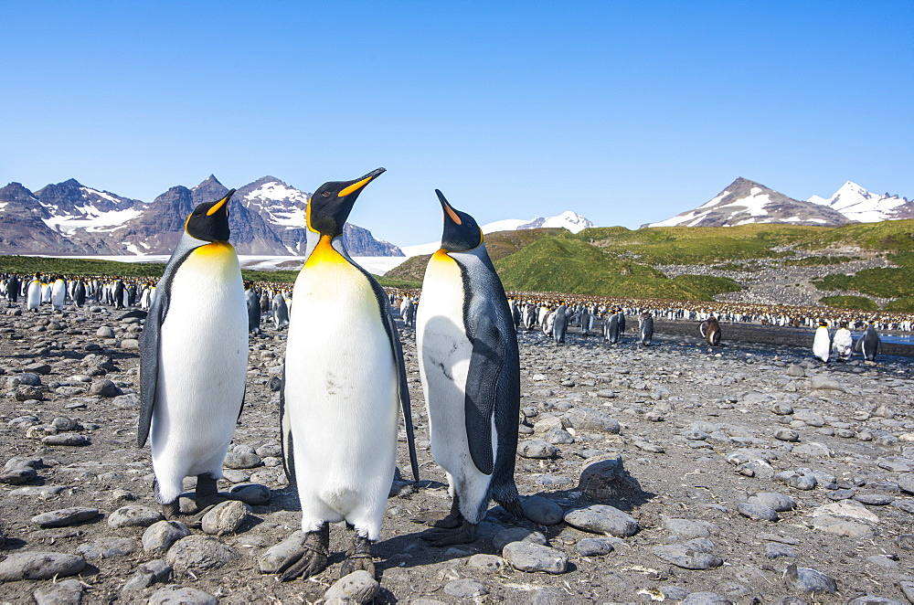 King penguins (Aptenodytes patagonicus), Salisbury Plain, South Georgia, Antarctica, Polar Regions