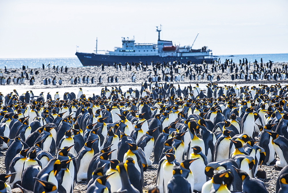 Giant king penguin (Aptenodytes patagonicus) colony and a cruise ship, Salisbury Plain, South Georgia, Antarctica, Polar Regions