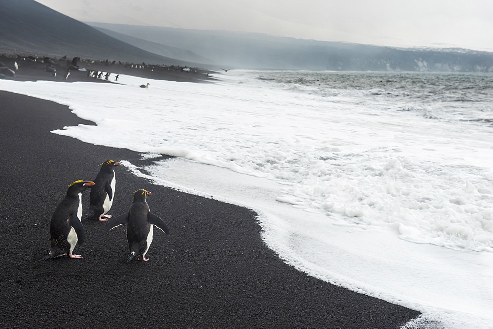 Southern rockhopper penguin group (Eudyptes chrysocome), Saunders Island, South Sandwich Islands, Antarctica, Polar Regions