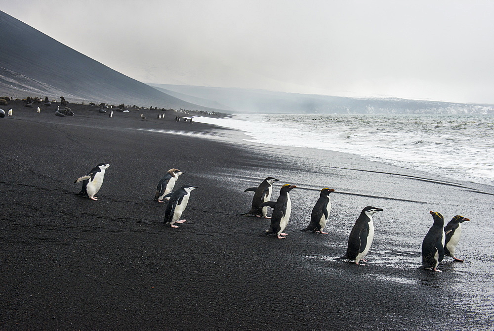 Chinstrap penguin group (Pygoscelis antarctica), Saunders island, South Sandwich Islands, Antarctica, Polar Regions