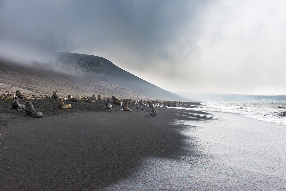 Antarctic fur seals (Arctocephalus gazella) and a huge Chinstrap penguin colony (Pygoscelis antarctica) on a black volcanic beach, Saunders Island, South Sandwich Islands, Antarctica, Polar Regions