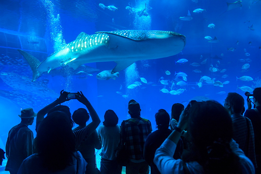 Whaleshark in the Churaumi Aquarium, Ocean Expo Park, Okinawa, Japan, Asia