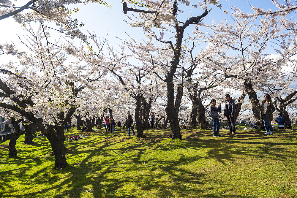 Cherry blossom in the Hakodate Park, Hakodate, Hokkaido, Japan, Asia