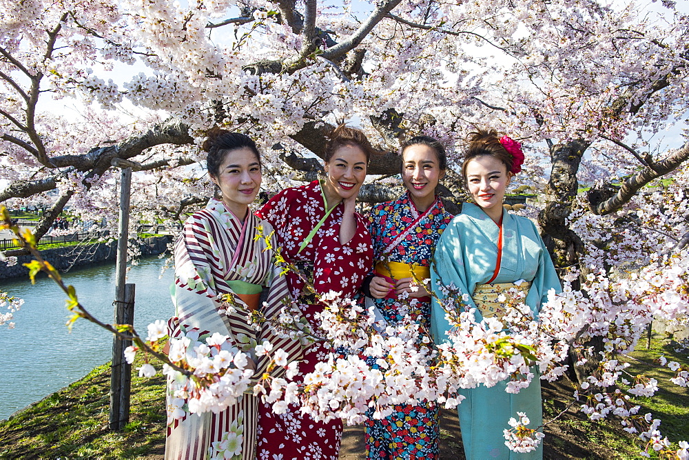 Women dressed as Geishas standing in the blossoming cherry trees, Fort Goryokaku, Hakodate, Hokkaido, Japan, Asia