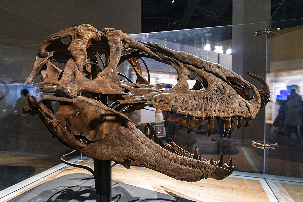 Dinosaur exhibits, Royal Tyrrell Museum, Drumheller, Alberta, Canada, North America