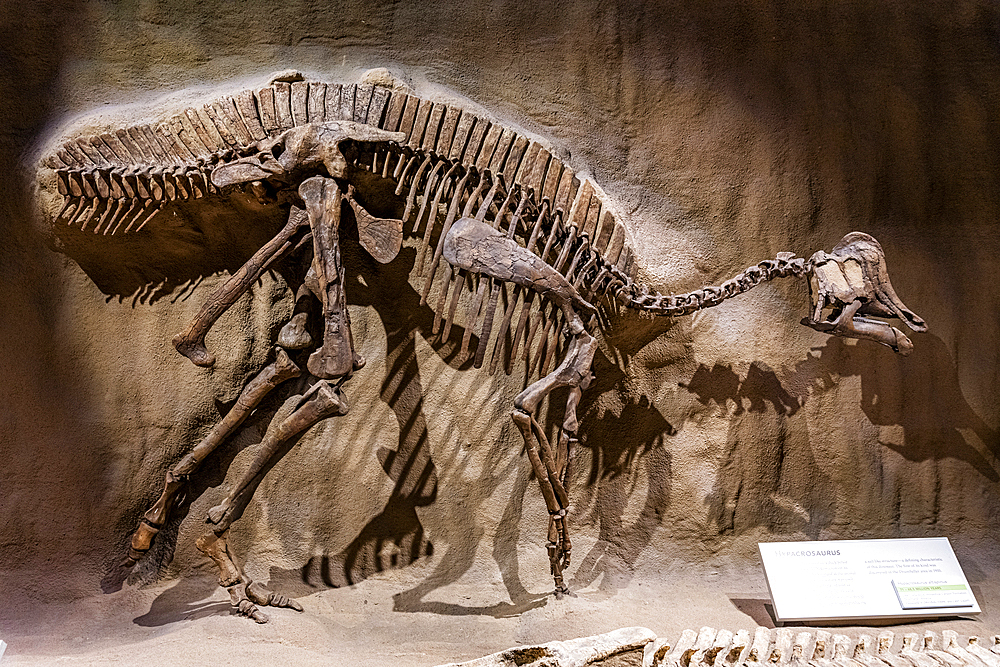 Dinosaur exhibits, Royal Tyrrell Museum, Drumheller, Alberta, Canada, North America