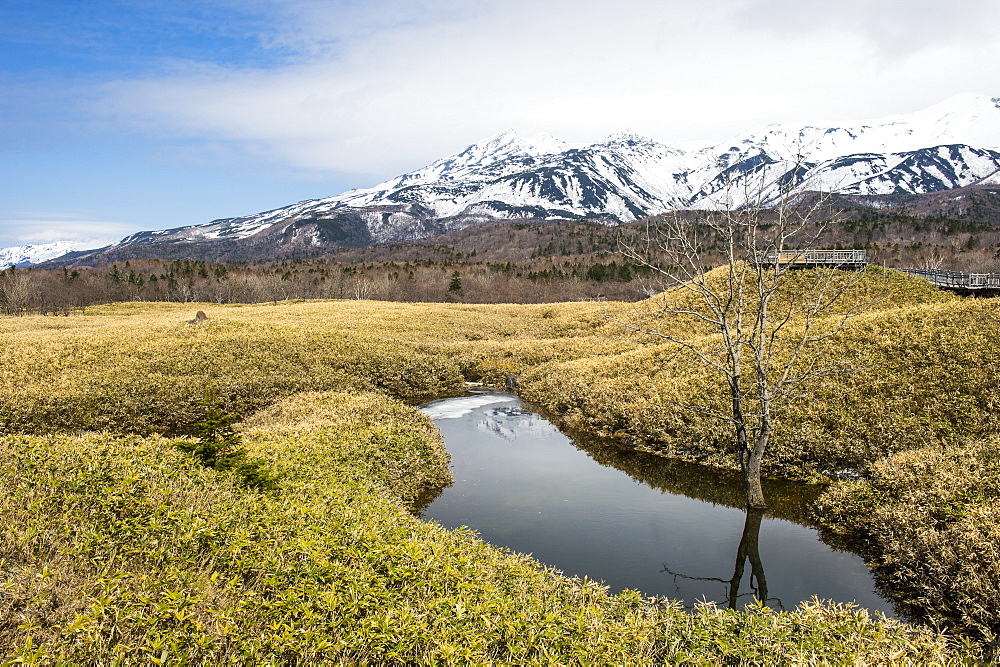 Field of Veitch's Bamboo in the Shiretoko Goko Lakes area, UNESCO World Heritage Site, Shiretoko National Park, Hokkaido, Japan, Asia